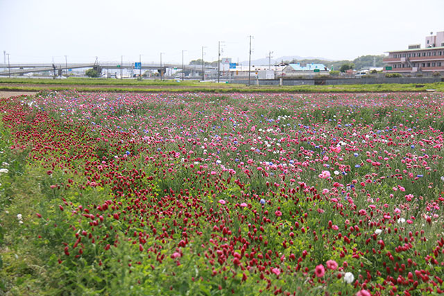 画像：大田地区内の花の様子