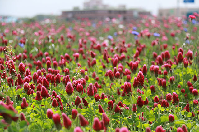 画像：大田地区内の花の様子