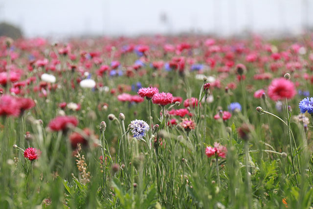 画像：大田地区内の花の様子