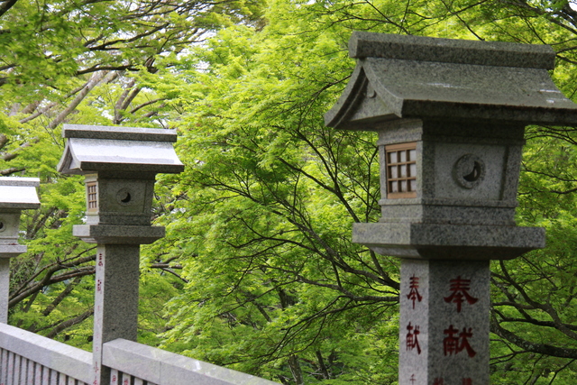 新緑の大山11