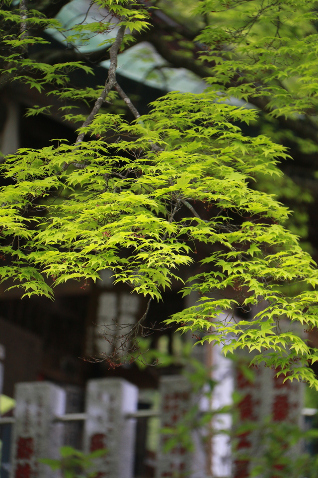 新緑の大山12