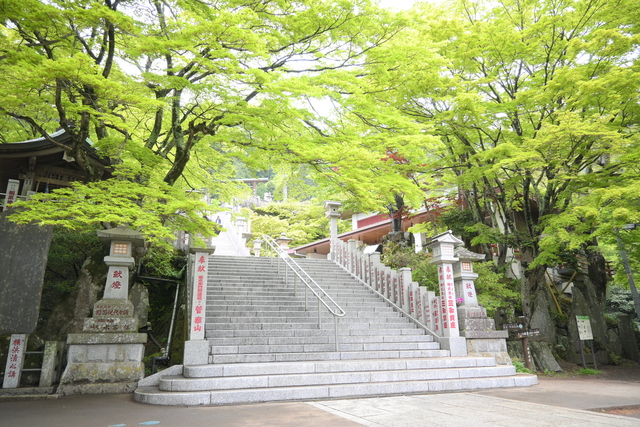 新緑の大山2