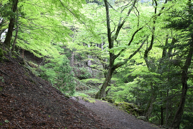 新緑の大山9