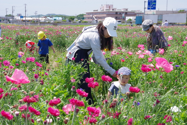 れんげ祭り04
