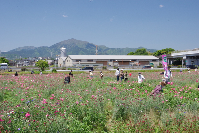 れんげ祭り05