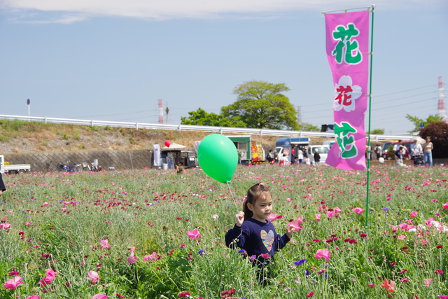 れんげ祭り08