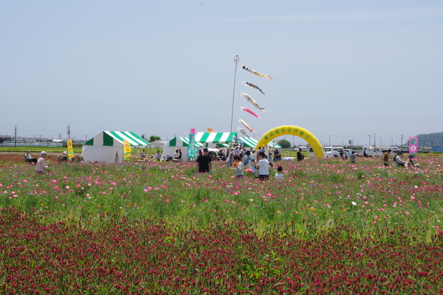 れんげ祭り11