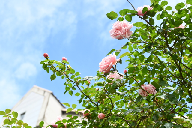 公園緑花まつり18