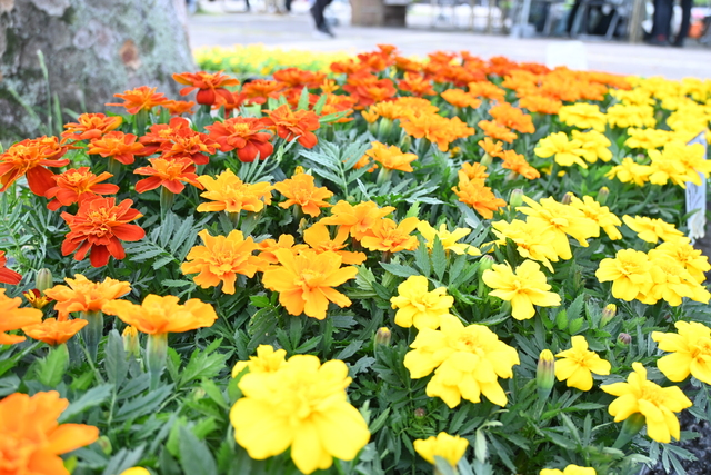 公園緑花まつり2