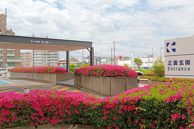 画像：市役所周辺のサツキの様子