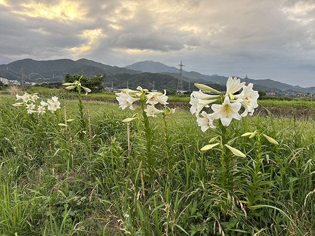 画像：夕暮れの大山の様子