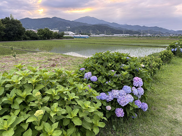 画像：夕暮れの大山の様子