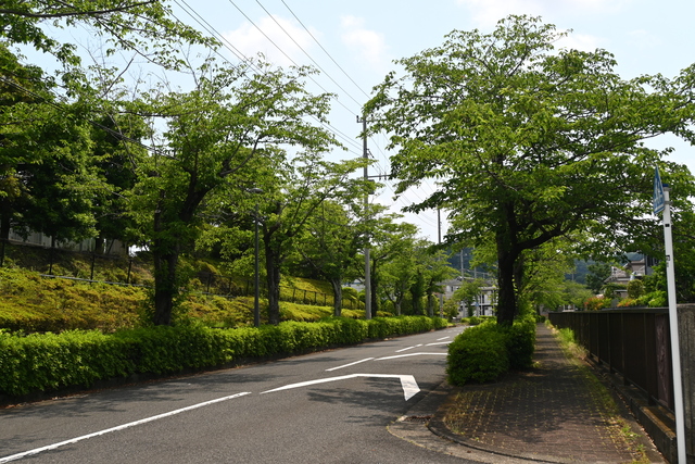 さくら通り