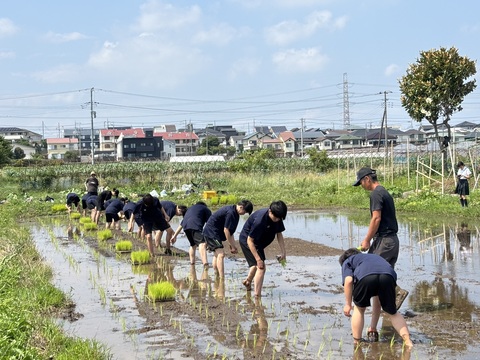 田植えの様子1