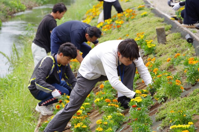 渋田川河畔でマリーゴールドの植栽活動3