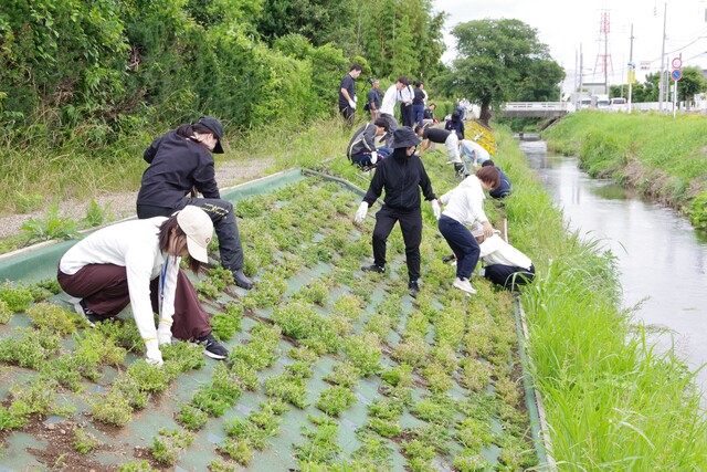 渋田川河畔でマリーゴールドの植栽活動2