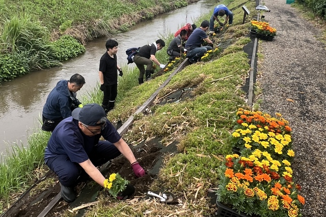 渋田川河畔でマリーゴールドの植栽活動9