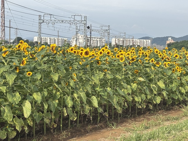 串橋地区