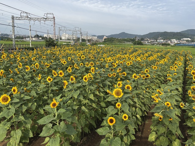 串橋地区