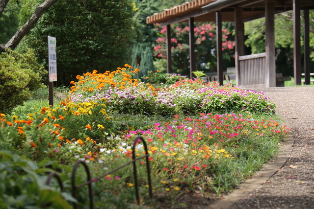 丸山城址公園の花壇