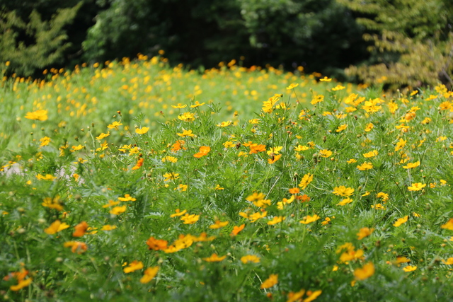 丸山城址公園のキバナコスモス
