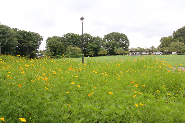丸山城址公園のキバナコスモス