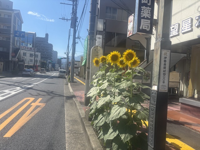 ひまわり
