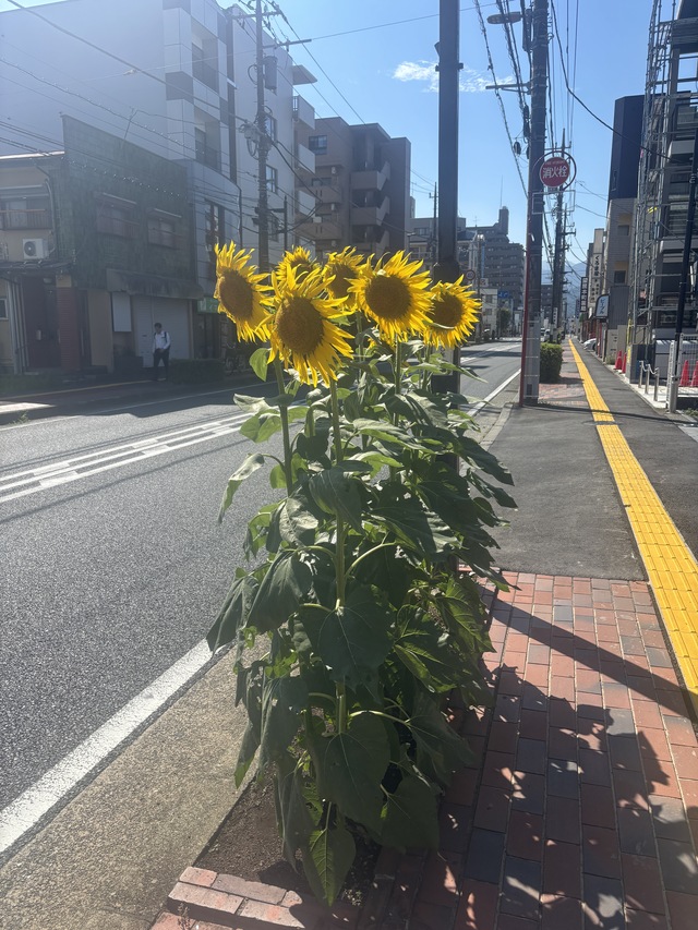 ひまわり