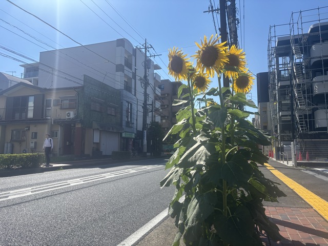 ひまわり