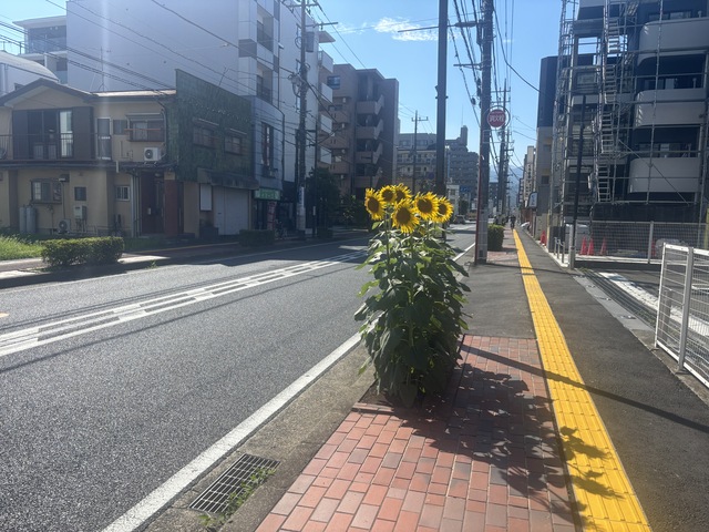 ひまわり