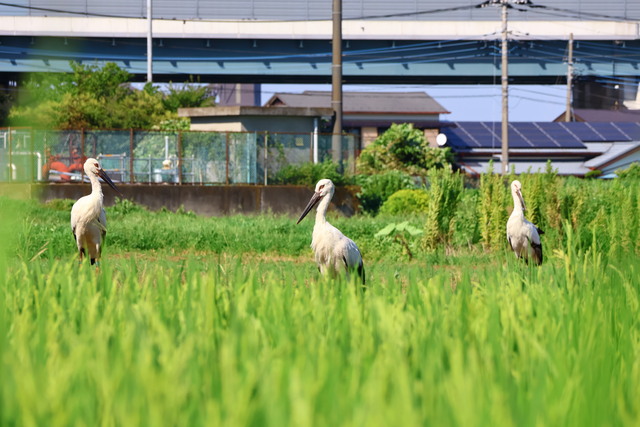 コウノトリ1
