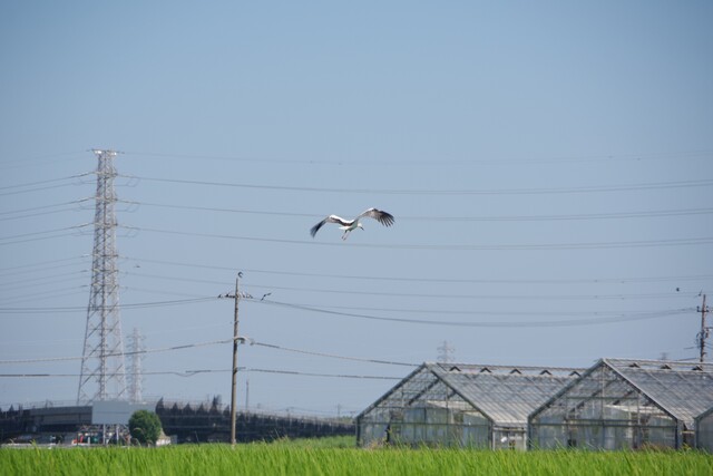 コウノトリ6