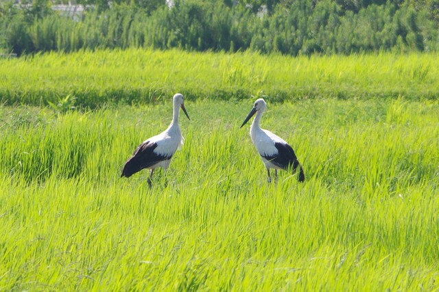 コウノトリ3