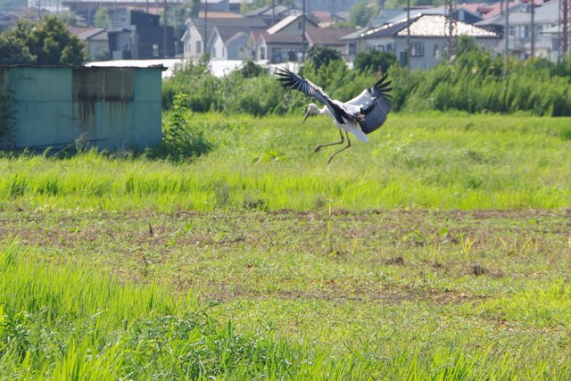 コウノトリ5