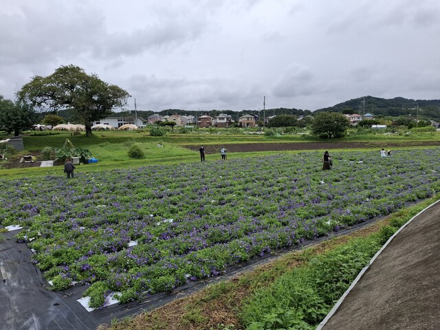 キキョウ花摘み体験写真1 画像:キキョウ花摘み体験写真1