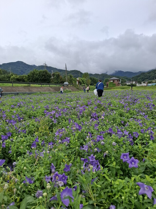 キキョウ花摘み体験写真2 画像:キキョウ花摘み体験写真2
