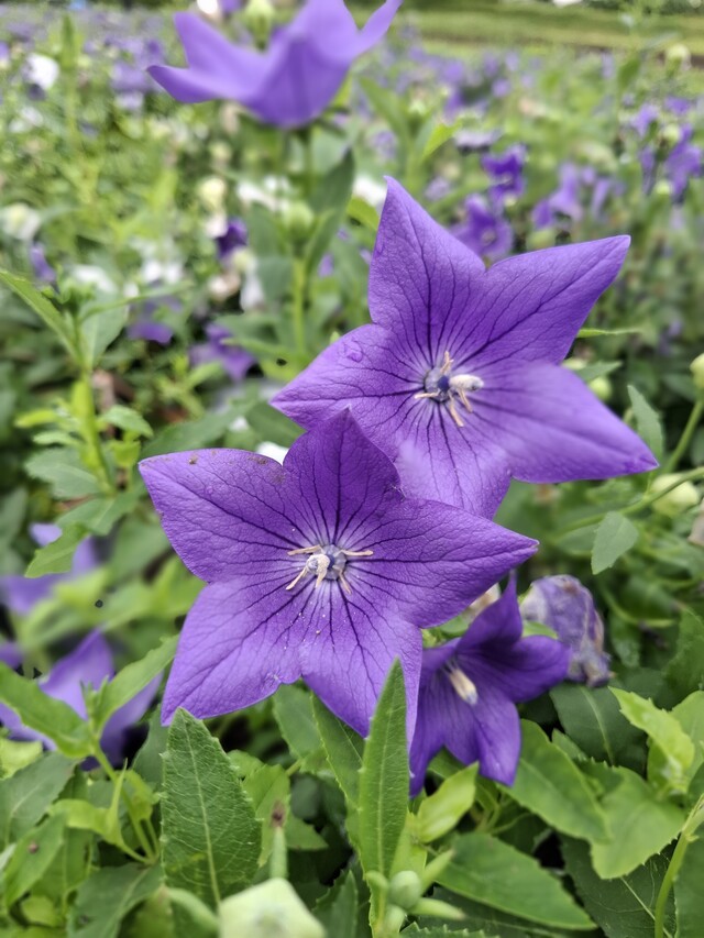 キキョウ花摘み体験写真4