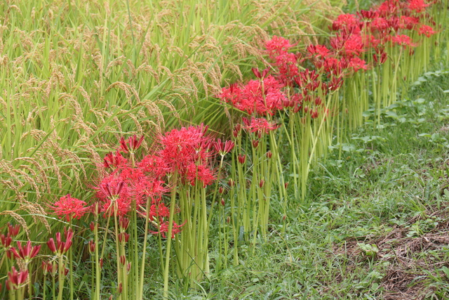 日向の彼岸花