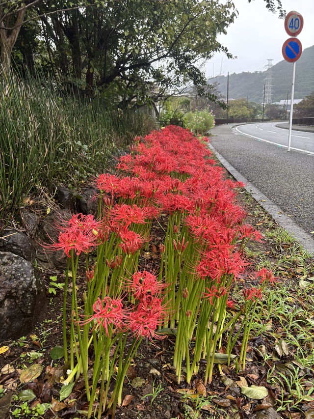 大山新道の彼岸花