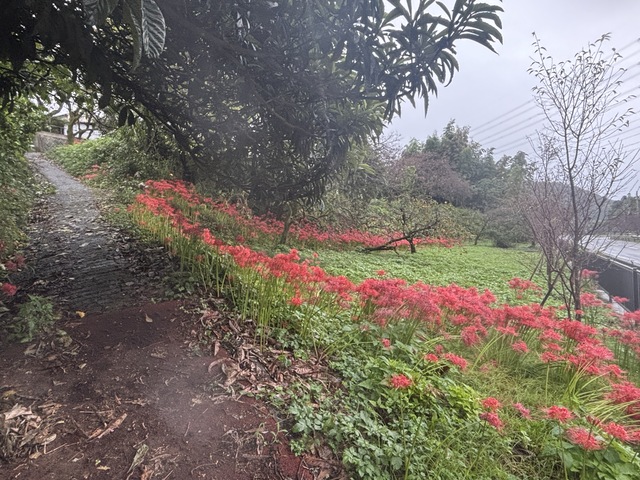 大山新道の彼岸花