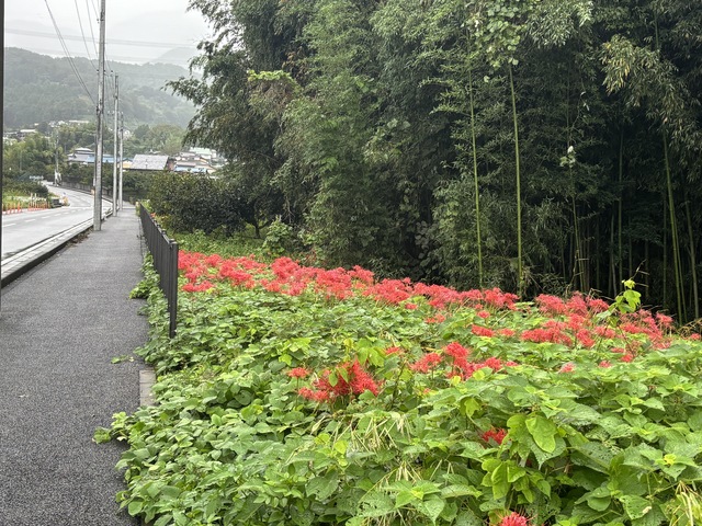 大山新道の彼岸花