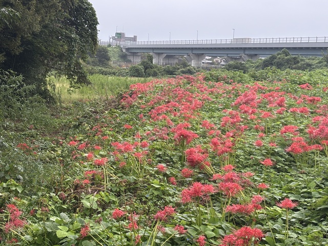 大山新道の彼岸花