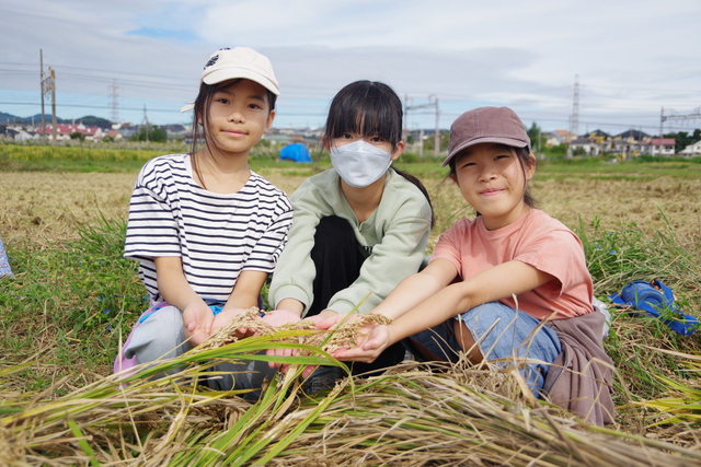 稲刈り3