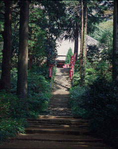 日向薬師の寺林写真