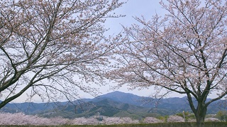 haru02