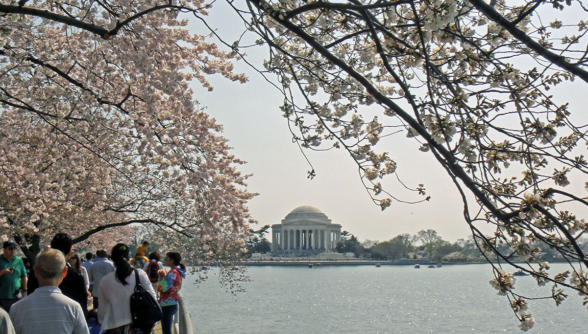 National Cherry Blossom Festival in Washington D.C.
