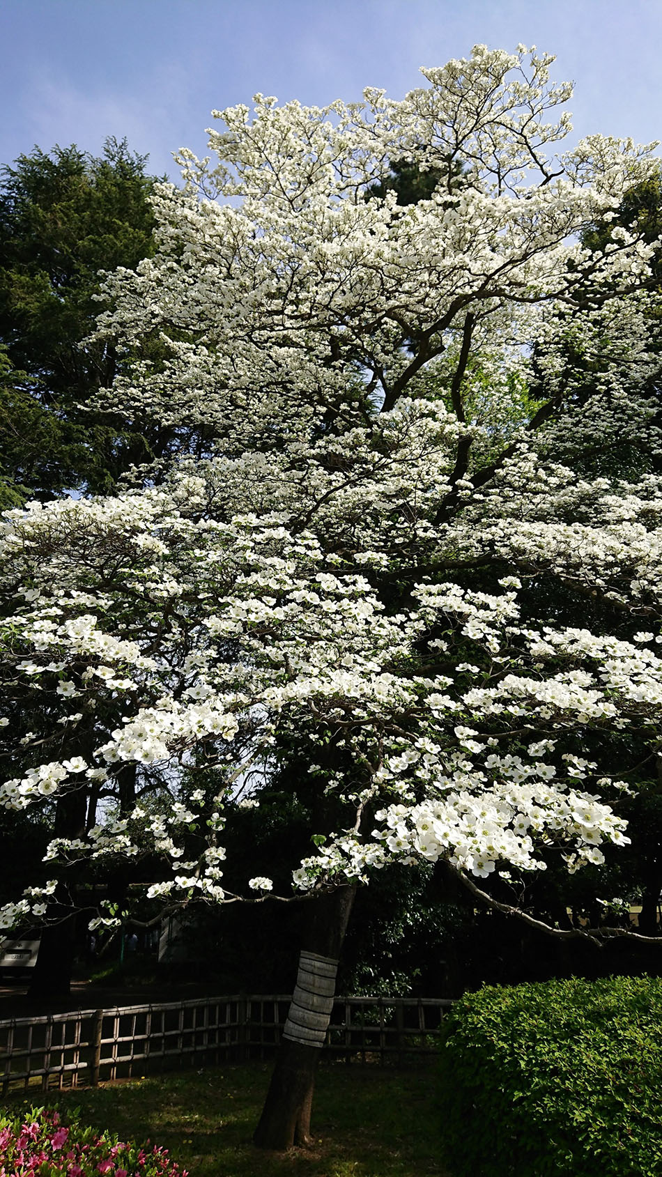 an American dogwood surviving in Tokyo Metropolitan Engei High School