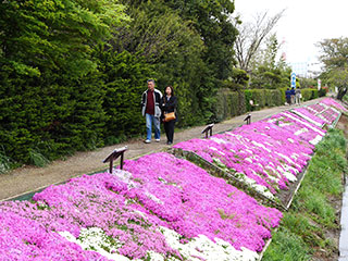 渋田川河畔の芝桜