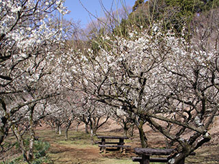 日向薬師の梅の花 日向薬師の梅の花