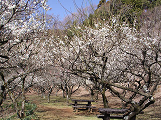 日向薬師の梅の花